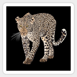 Leopard Sticker